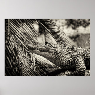 Poster Crocodylus Moreletii