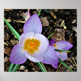 Poster Crocus,