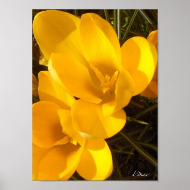 Poster Crocus (Devant)