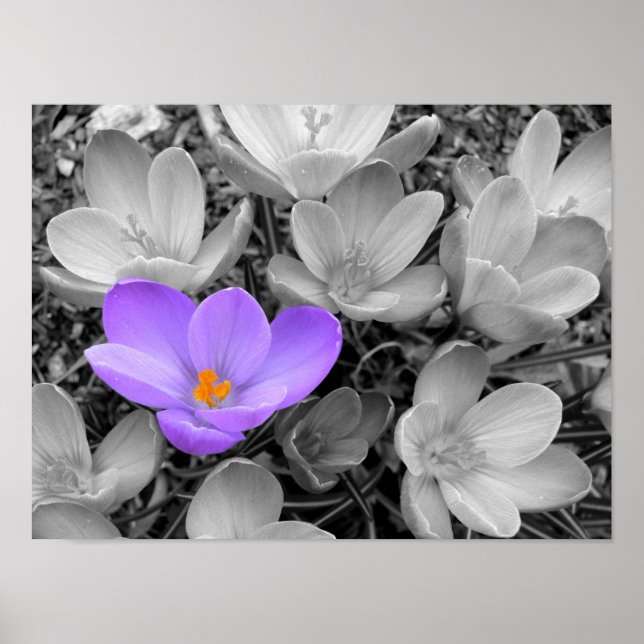 Poster Crocus (Devant)
