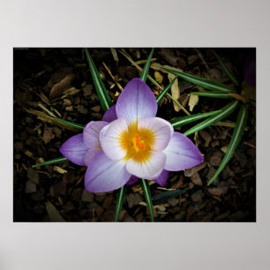 Poster Crocus,