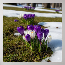 Crocus au début du printemps