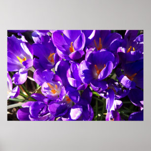 POSTER CROCUS DE PRINTEMPS