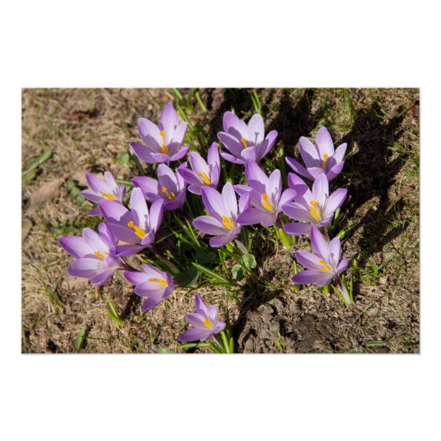 Poster Crocus de printemps mignons (Devant)