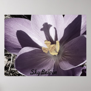 Poster Crocus endormi