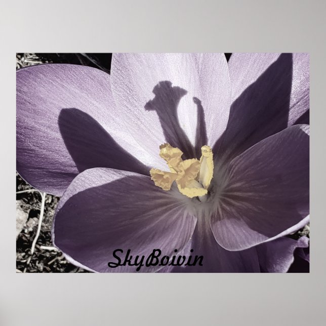 Poster Crocus endormi (Devant)