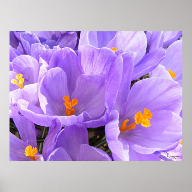 Poster Crocus gros caractères (Devant)
