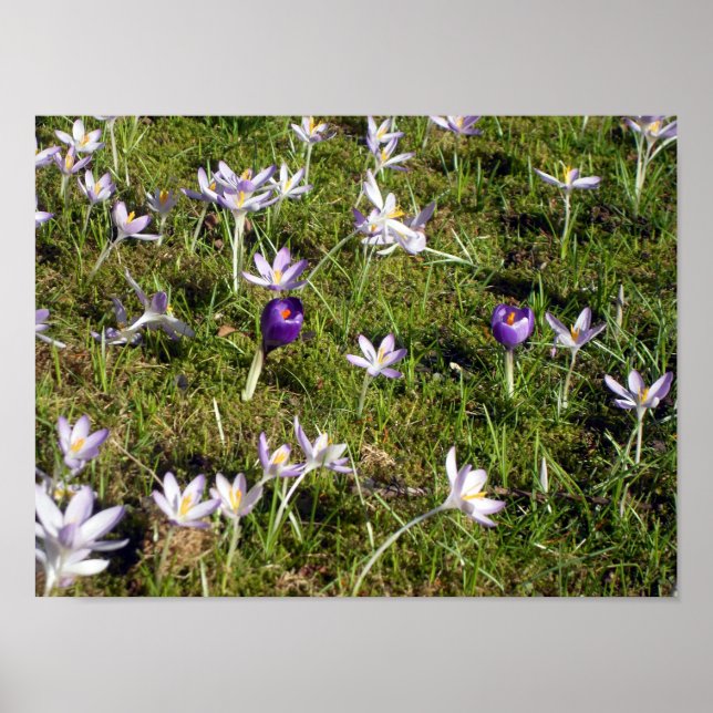 Poster Crocus pourpre (Devant)