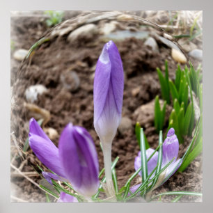 Poster Crocus printaniers