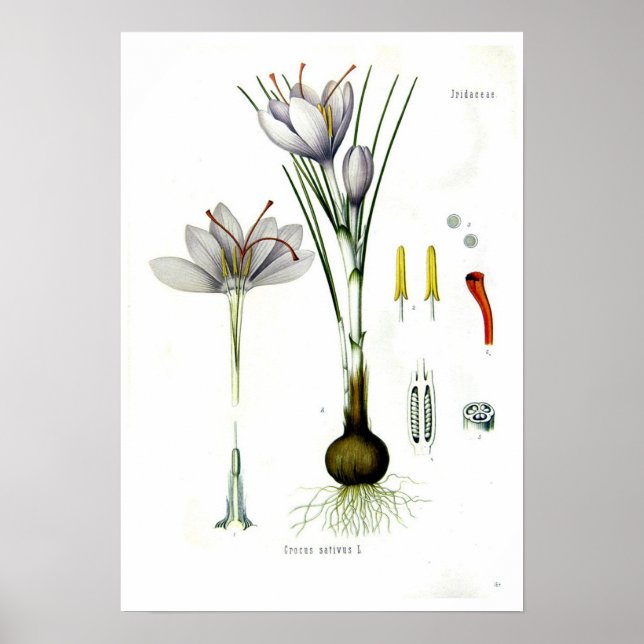 Poster Crocus sativus (Devant)