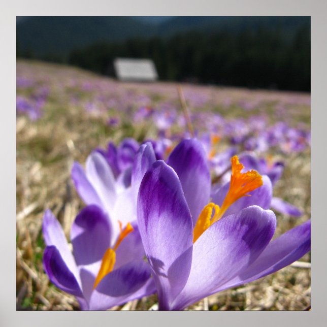 Poster Crocus, Tatras (Devant)