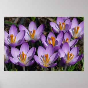 Poster Crocus violets ensoleillés
