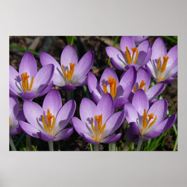Poster Crocus violets ensoleillés (Devant)
