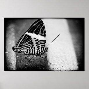 Poster croisement papillon
