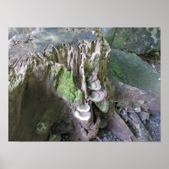 Poster Croissance dans les jardins de Limahuli (Devant)