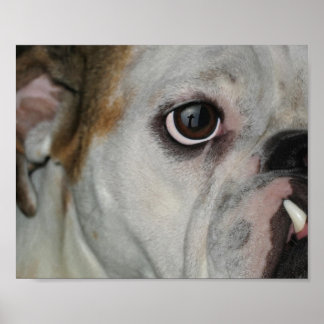Poster Croix Extraordinaire Grace Bulldog