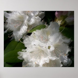 Poster Croquis blanc Rhododendrons doux