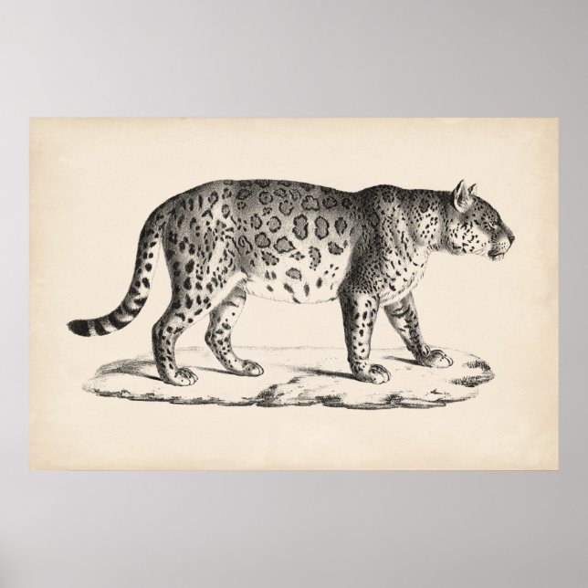 Poster Croquis Brodtmann Leopard (Devant)