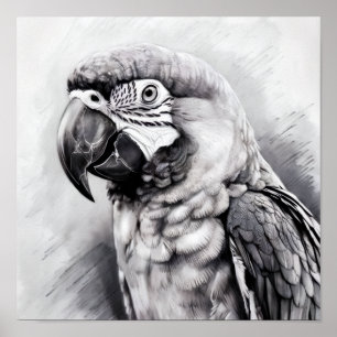 Poster croquis noir et blanc d'une macaw