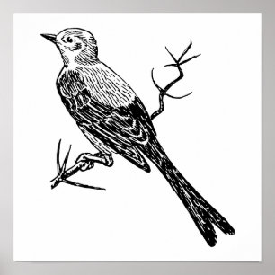 Poster Croquis réaliste d'oiseau de Scissortail
