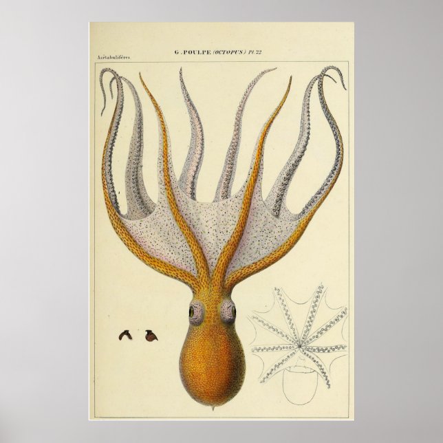 Poster Croquis zoologique Vintage d'octopus (Devant)