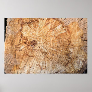 Poster Cross-section of the apple tree (Malus)abstract, b