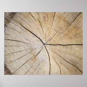 Poster Cross section of tree trunk