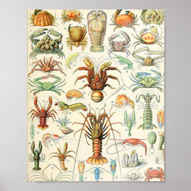 Poster Crostères Adolphe Millot (Devant)