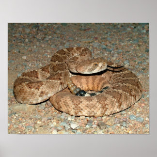 Poster Crotale de diamondback occidental