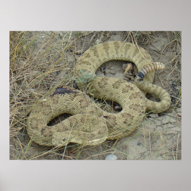 Poster Crotale des prairies R20 (Devant)