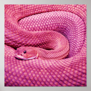 Poster Crotale rose Basilisk