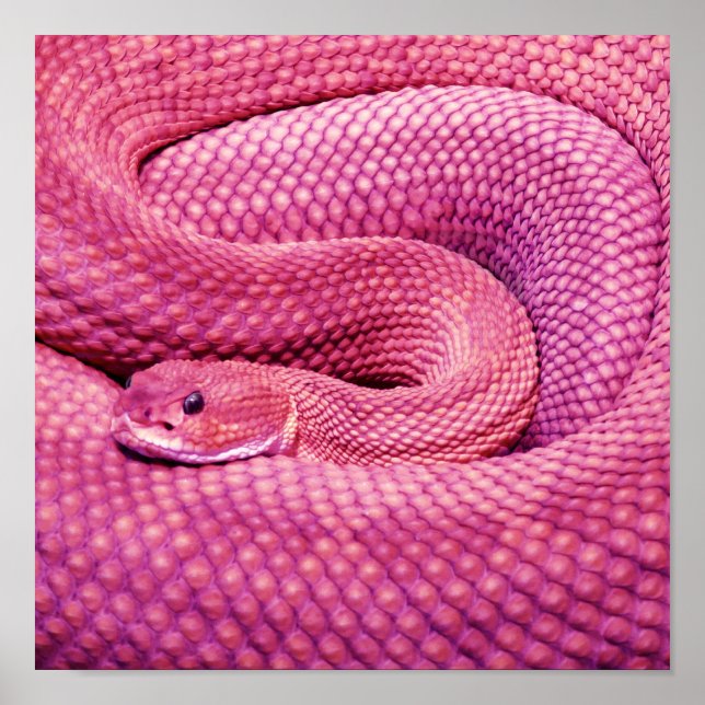 Poster Crotale rose Basilisk (Devant)