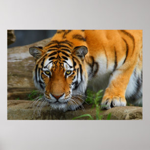 Poster Crouching Bengale Tiger Chasse Prey