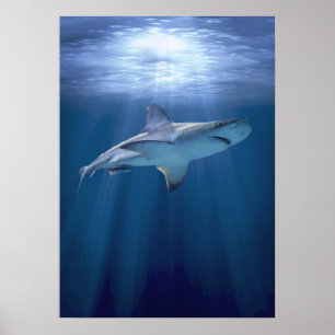 Poster Cruising Shark