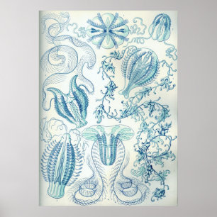 Poster Ctenophorae