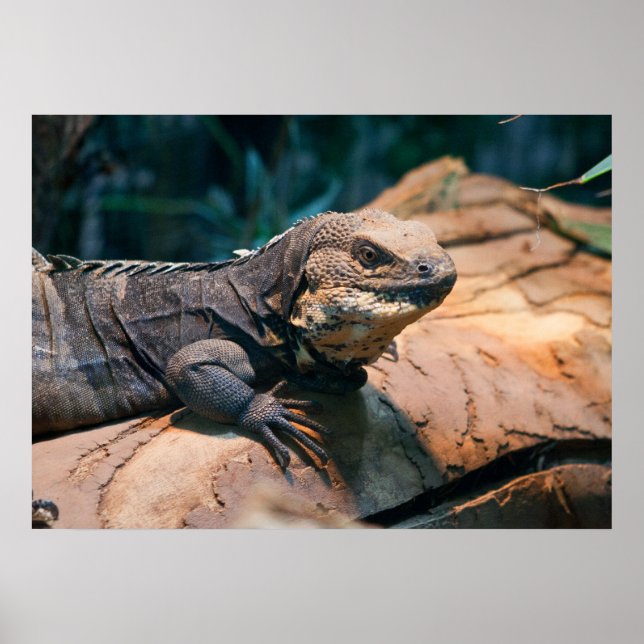 Poster Ctenosaura melanosterna (Devant)