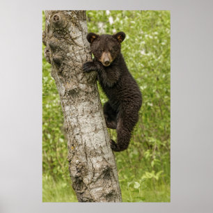 Poster Cube d'ours noir dans l'arbre