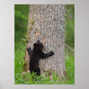 Poster Cube d'ours noir   Great Smoky Mountains