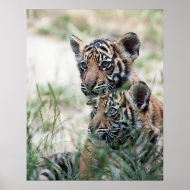 Poster Cubes de tigre (Devant)