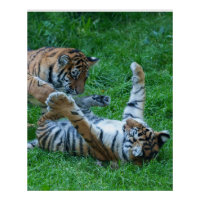 Cubes de tigre énergétiques