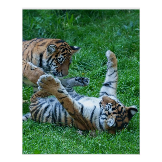 Poster Cubes de tigre énergétiques (Devant)