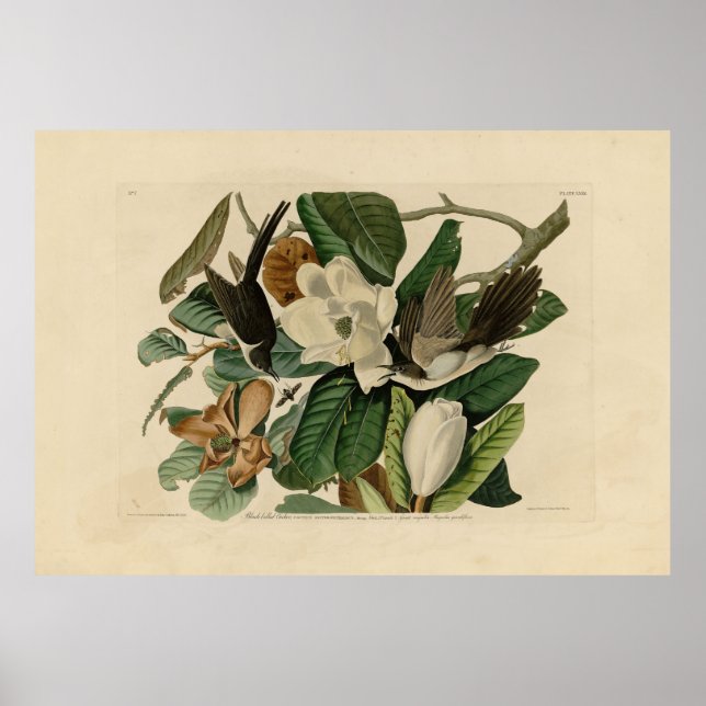 Poster Cuckoo à bec noir - Audubon's Birds of America (Devant)