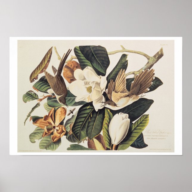 Poster Cuckoo à bec noir sur Magnolia Grandiflora, 1828, (Devant)