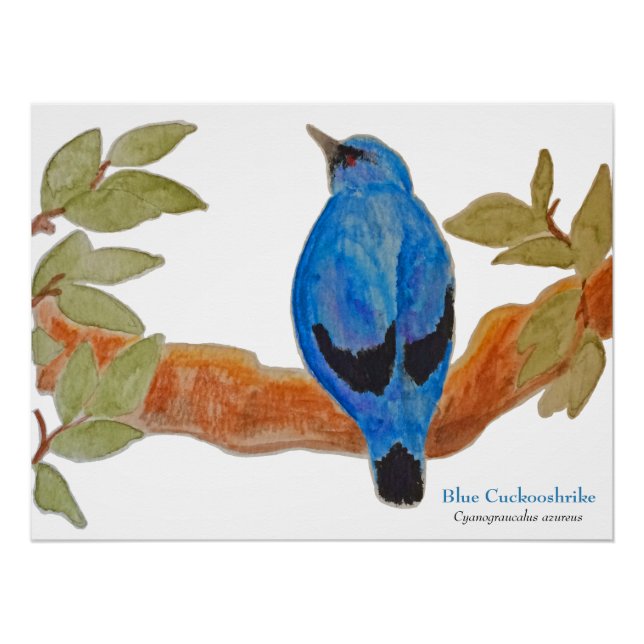 Poster Cuckooshrike bleu sur la branche Aquarelle Bird (Devant)