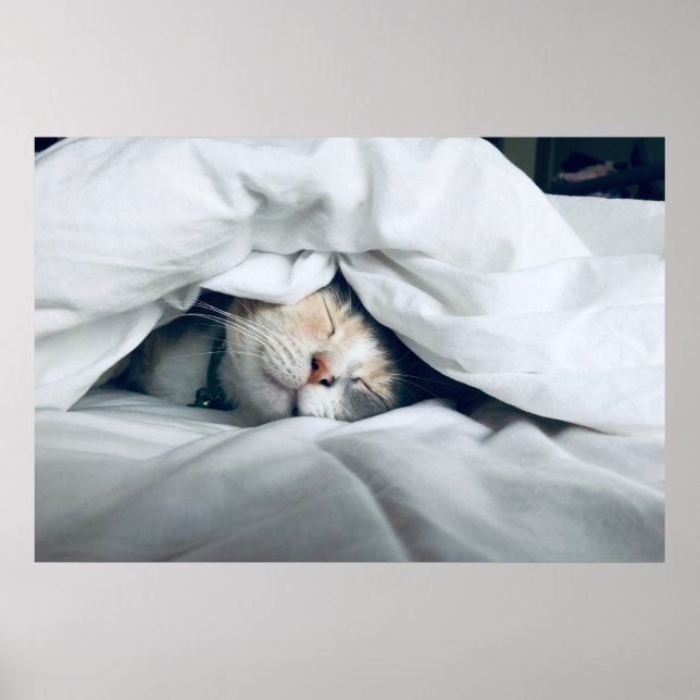 Poster Cuisine blanche crème crème Chat Dormir (Devant)