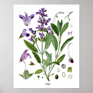 Poster Cuisine botanique d'herbe sage dinant le décor de
