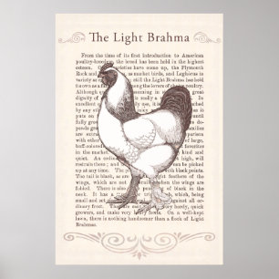 Poster Cuisine légère magnifique de pays de coq de Brahma