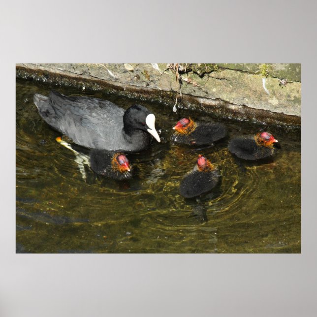 Poster Cuites (Devant)