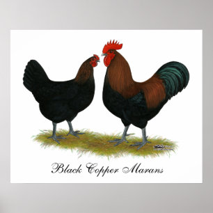 Poster Cuivre noir des Marans