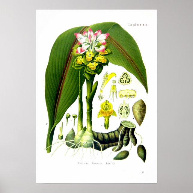 Poster Curcuma zedoaria (Devant)